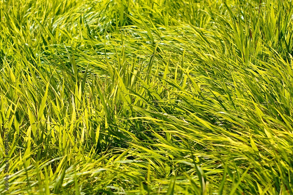 grünes gras grünes gras