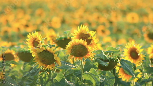 Shaking Sunflowers