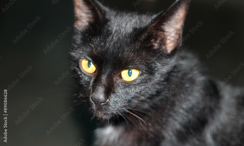 Portrait of a black cat at home.