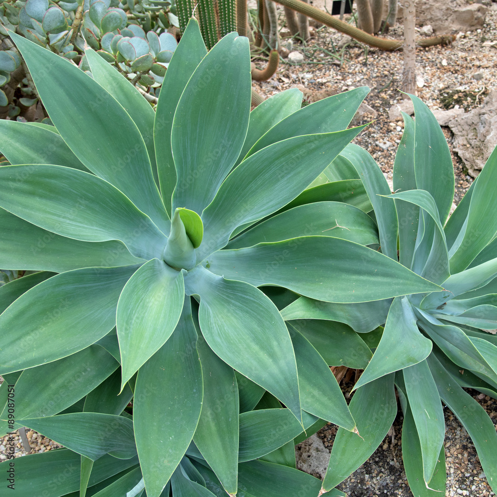 Schwanenhals-Agave Images  Browse 28 Stock Photos, Vectors, and Video |  Adobe Stock