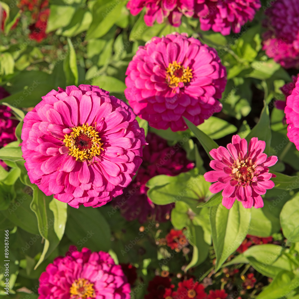 Zinnien StockFoto Adobe Stock