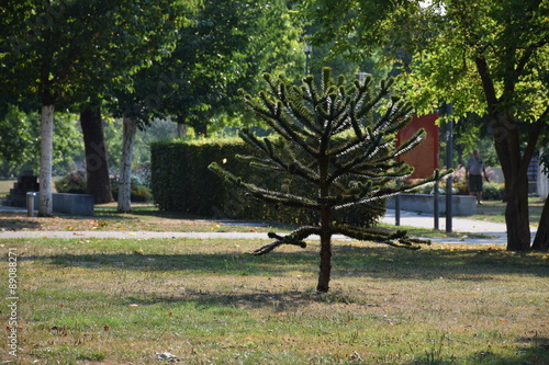 Bild auf Leinwand Araucaria araucana