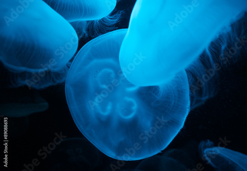 Closeup of a cluster of glowing moon jellyfish or Aurelia aurita