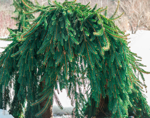 Εκτύπωση καμβά Arched weeping Norway spruce, picea abies pendula, in winter, with selective col