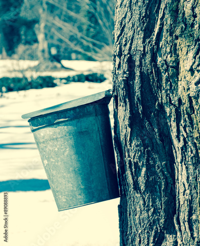 Vintage effect maple syrup bucket on tree with other buckets in the distance