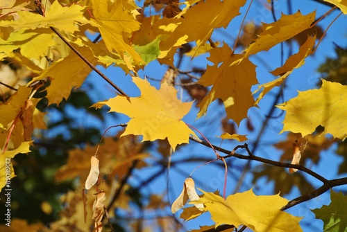 Желтые кленовые листья на фоне синего неба.
