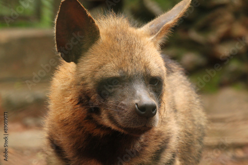 Closeup picture of majestic hyna , captured this image at shimoga photo