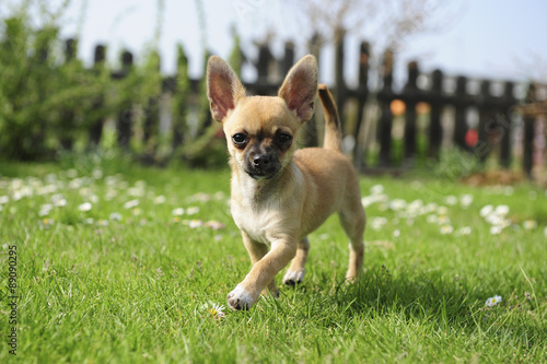 Fotografie Chihuahua - Welpe - Laufen im Garten
