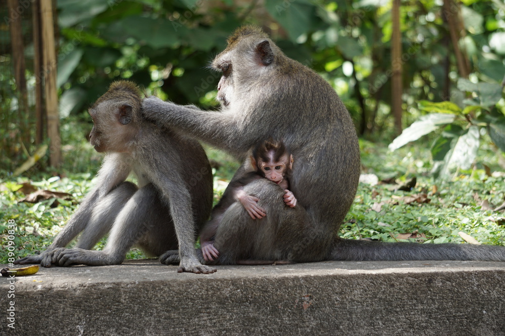 Fototapeta premium monkey family
