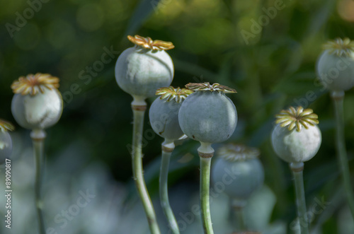 Mohn photo