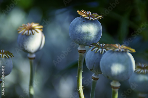 Canvas Print Mohn