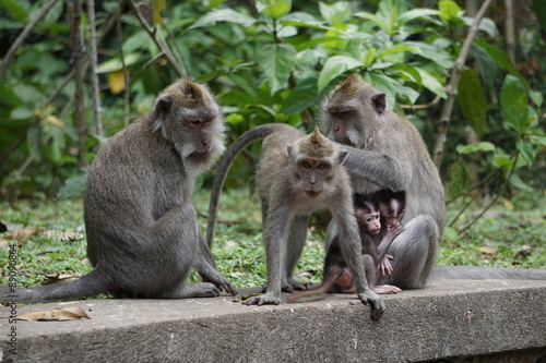 monkey family © lagy