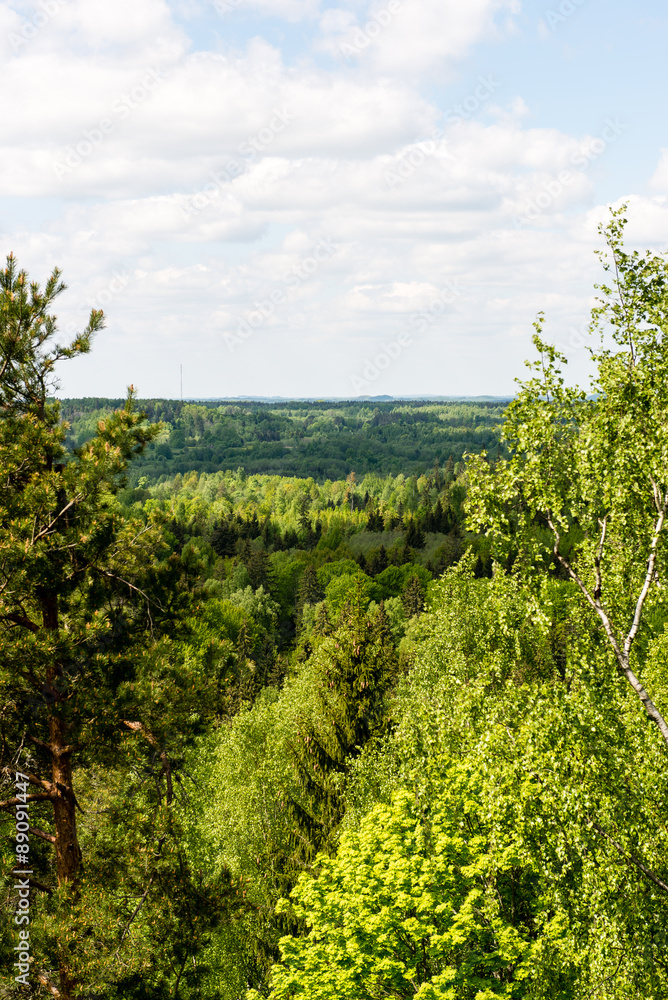 Naklejka premium Endless forests in sunny day