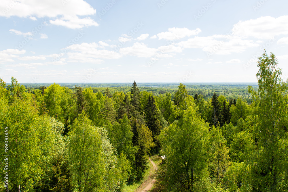 Endless forests in sunny day Endless forests in sunny day