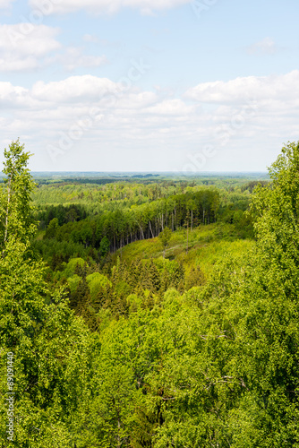 Endless forests in sunny day