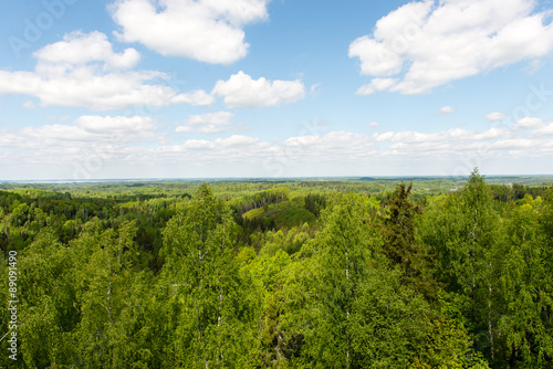 Endless forests in sunny day photo