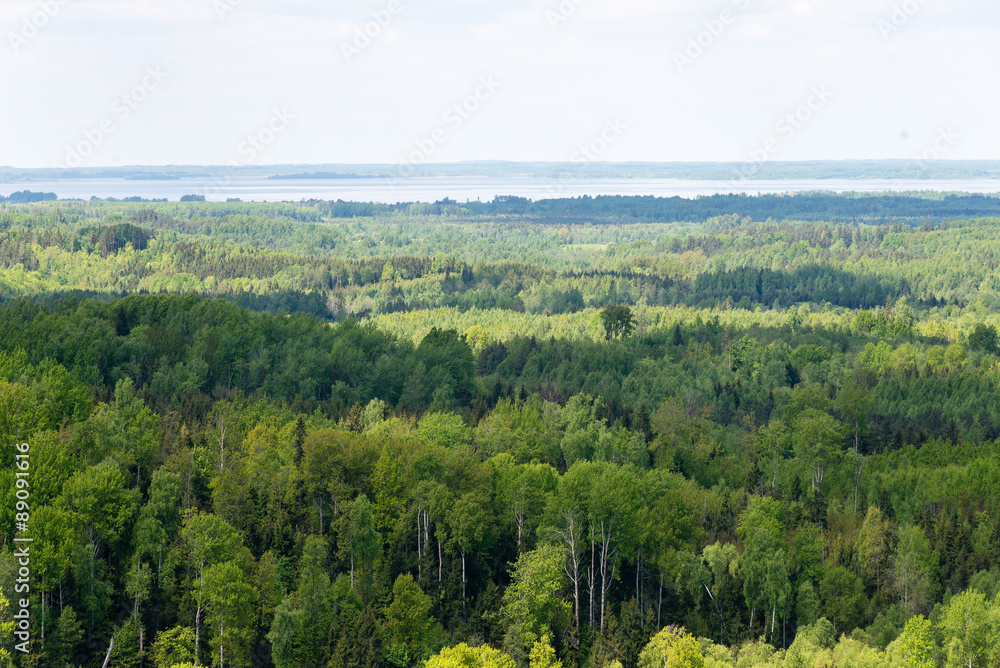 Endless forests in sunny day