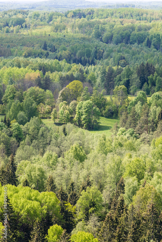 Fototapeta premium Endless forests in sunny day