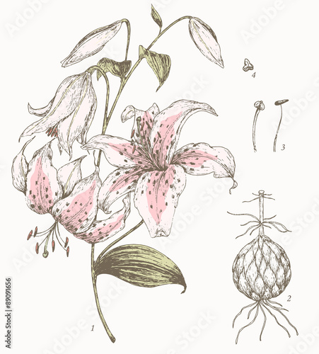 Lily botanical illustration