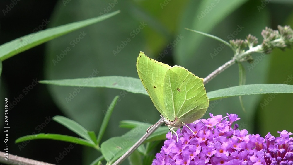 Butterfly brimstone on purple Flower Butterfly brimstone on purple Flower