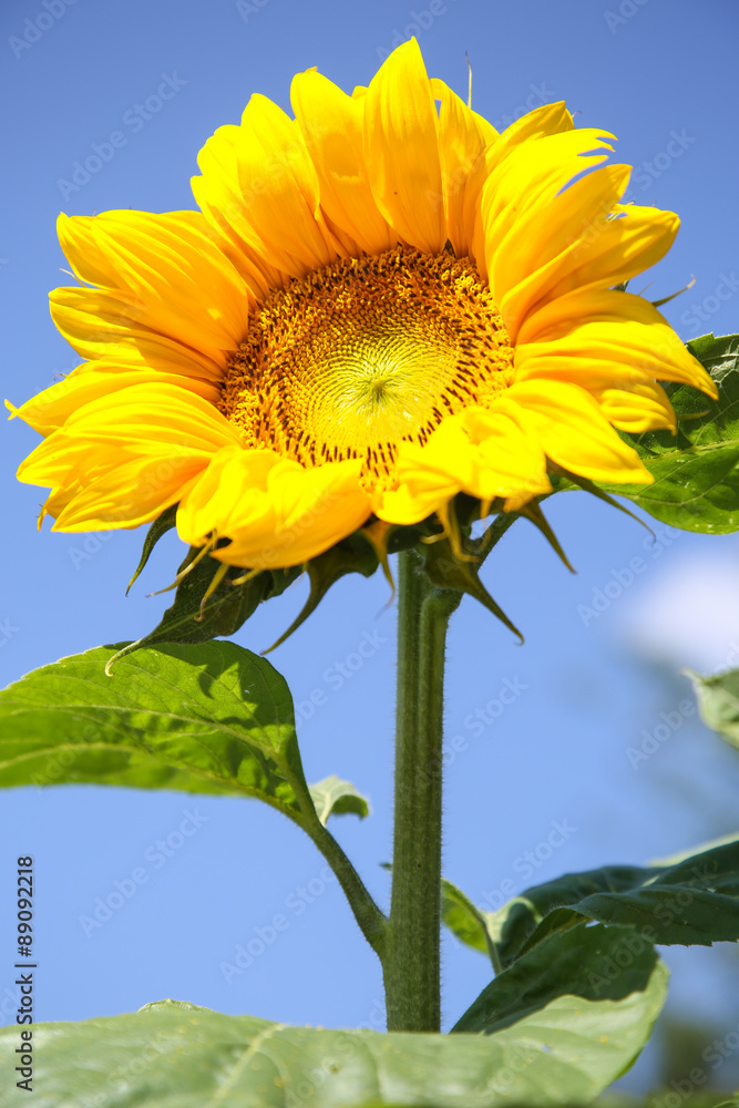 Obraz premium la camargue