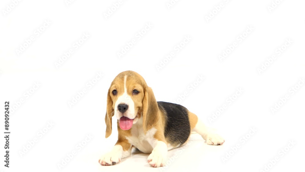 Cute Beagle Puppy over white background. close up Cute Beagle Puppy over white background. close up