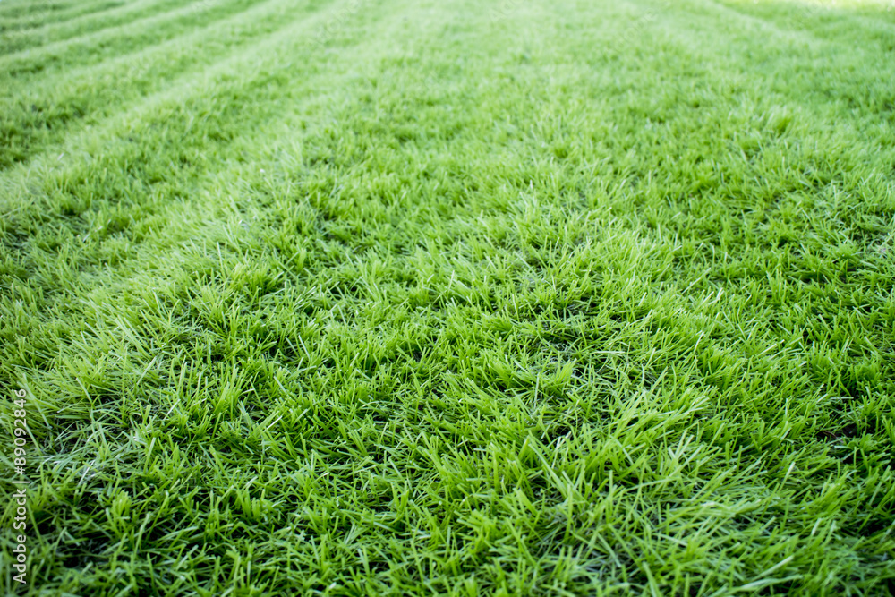 green grass background green grass background