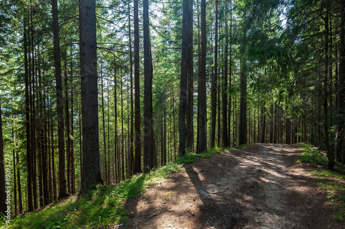Fototapeta Naklejka Na Ścianę i Meble -  summer landscape pine forest