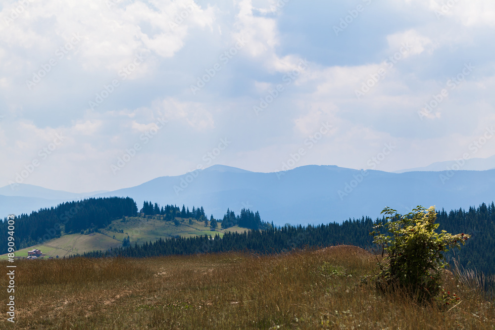 summer landscape in Carpathians