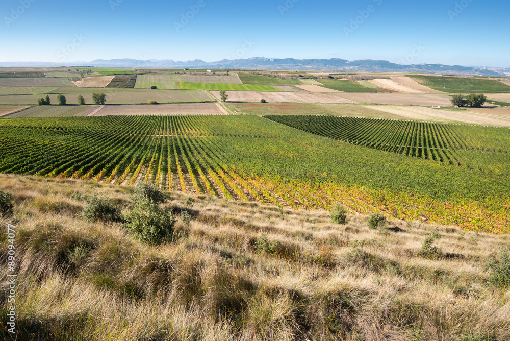 Vineyard in Autumn, La Rioja (Spain)