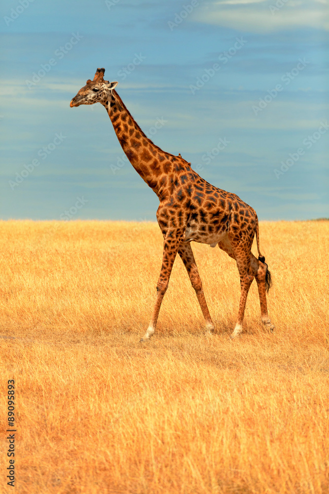Obraz premium Giraffe in Masai Mara
