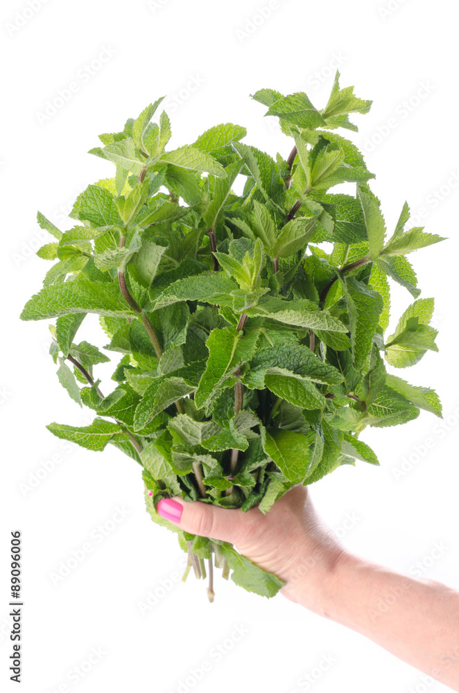 Hand holding a bunch of fresh mint Hand holding a bunch of fresh mint