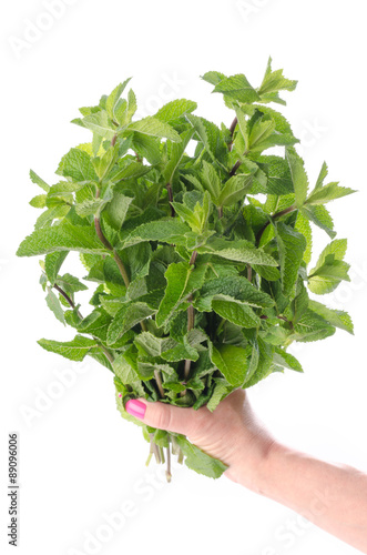 Hand holding a bunch of fresh mint