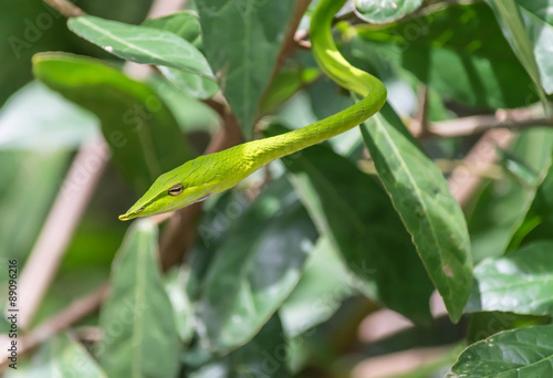 Close-Up Green Viper