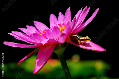 Frog on lotus