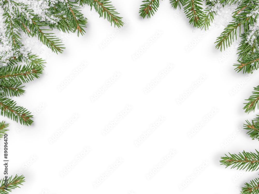 background from fir twigs with shadow background from fir twigs with shadow
