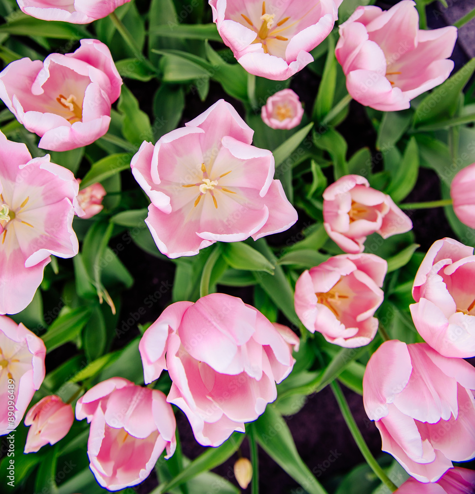 Pink tulips in Holland. Pink tulips in Holland.