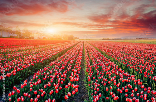 rows of pink tulips in Holland.