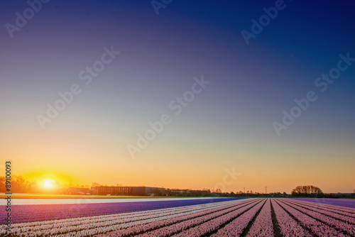 Sunset over fields of daffodils.