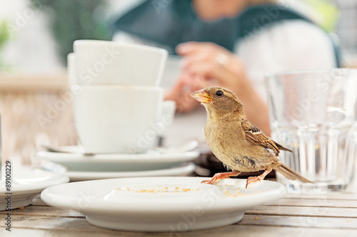 House sparrow ( Passer domesticus) at table, Vienna photo