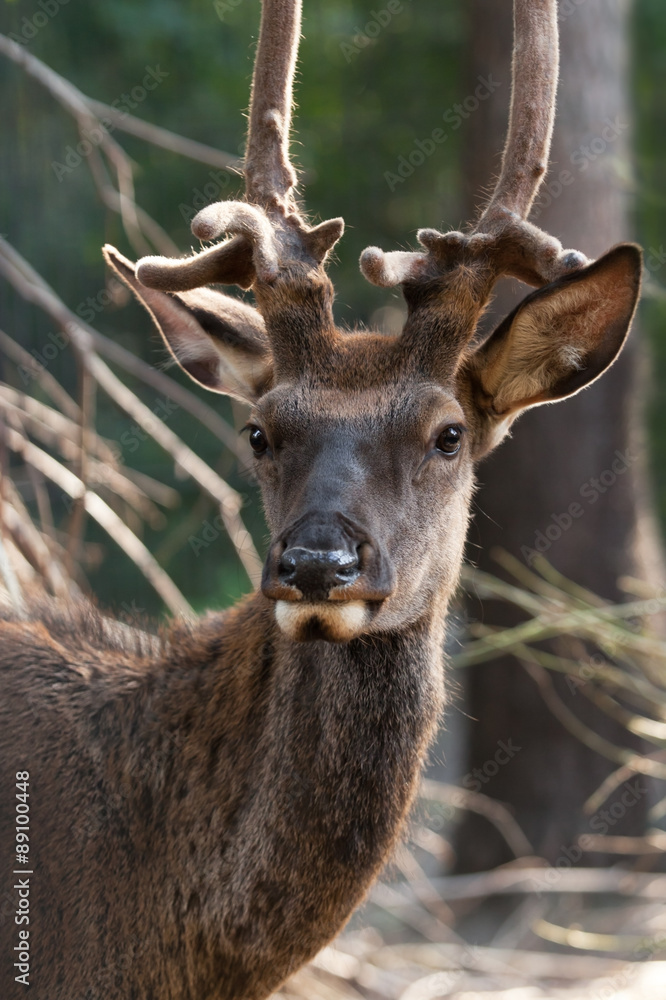 Deer head closeup Deer head closeup