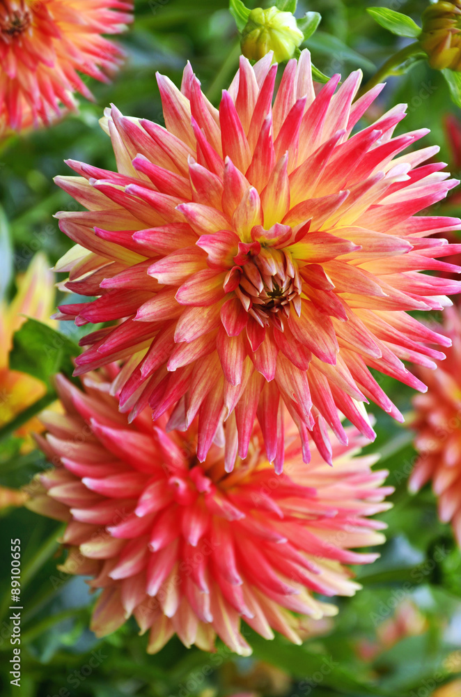 beautiful dalhia flowers in the garden beautiful dalhia flowers in the garden