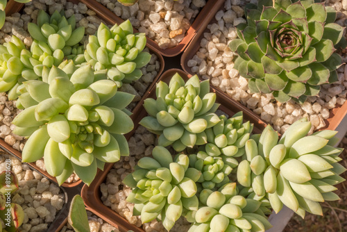 Succulent Plants