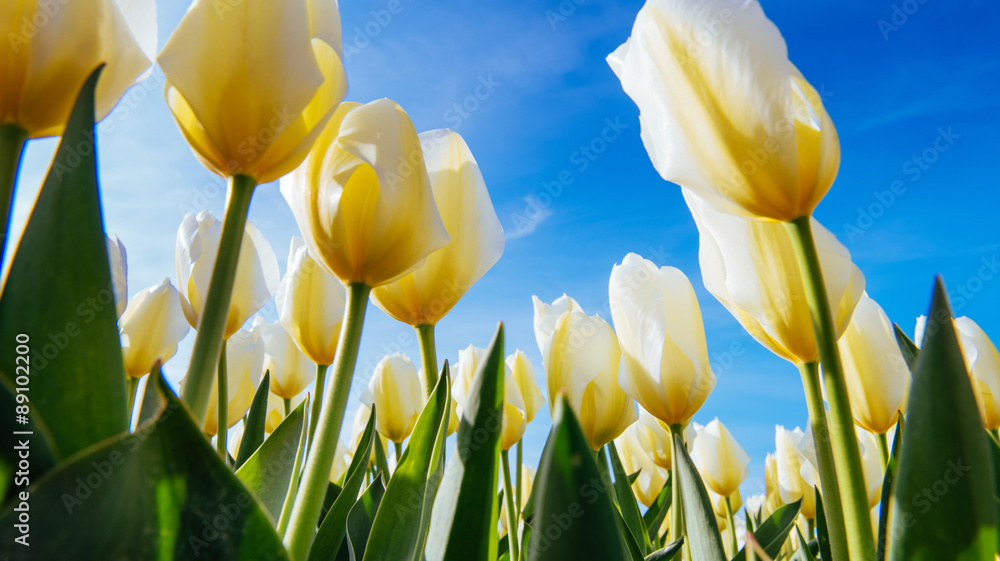 Obraz premium Yellow tulip field in Holland