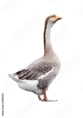 Goose isolated on white © furtseff