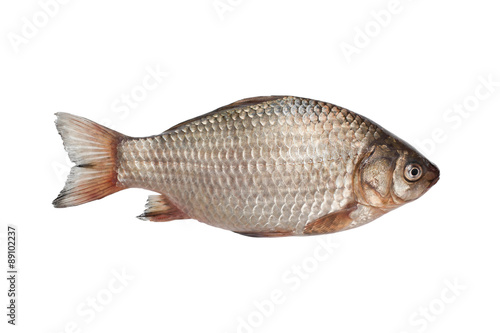 Fish isolated on white background