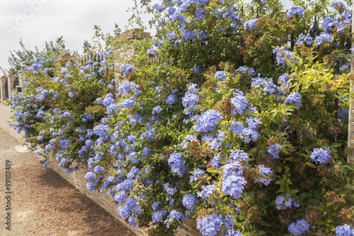 Obraz na plátně Blue flowers plumbago auriculata, cape leadwort, blue jasmine