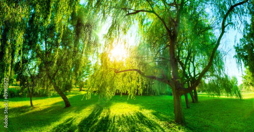 Panorama of green summer park. Sun shining through trees, leaves.