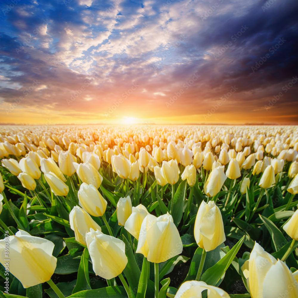 Field of yellow tulips at sunset.