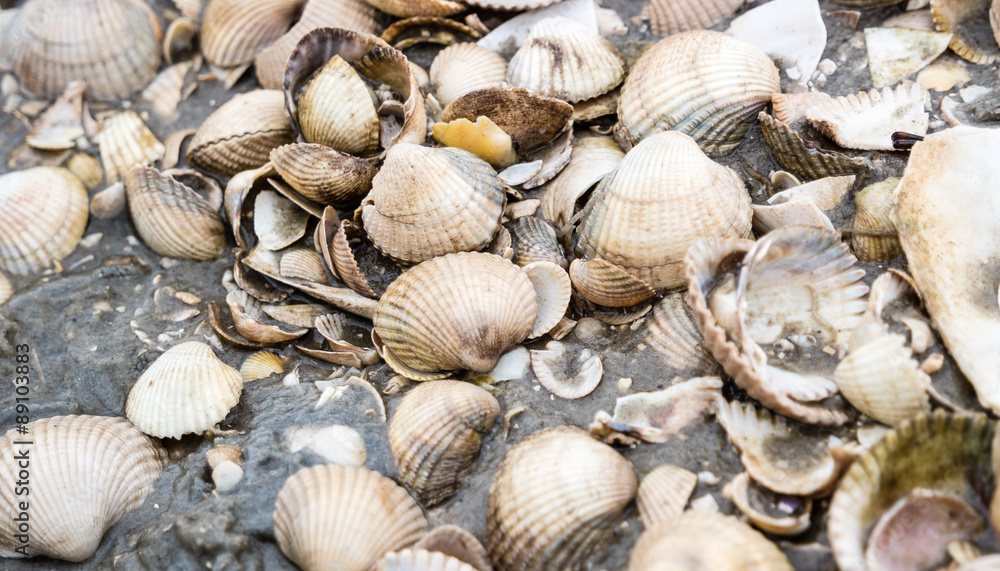 Muschelbank Muschelbank